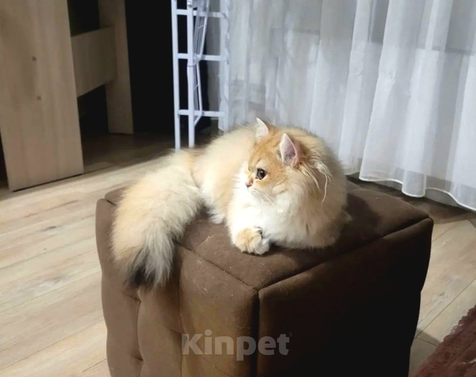 Кошки в Новосибирске: Золотая шиншилла в добрые руки! Девочка, Бесплатно - фото 3
