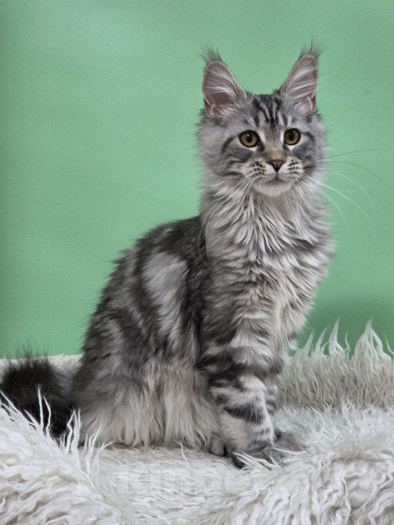 Кошки в Ижевске: Котята мейн-кун Девочка, 50 000 руб. - фото 2