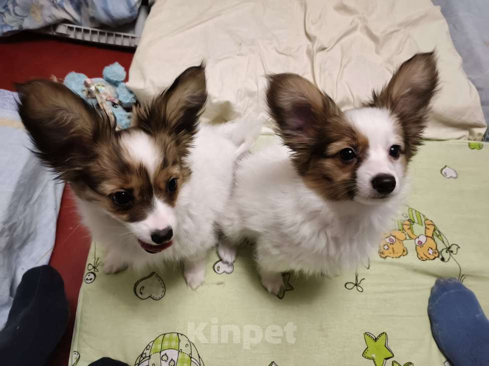 Собаки в Приморско-Ахтарске: Мальчик папийон Мальчик, 20 000 руб. - фото 1