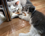 Кошки в Брянске: Котенок  Мальчик, 500 руб. - фото 2