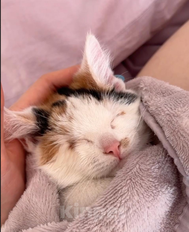 Кошки в Москве: Маленькая кошечка ищет дом и любящих хозяев Девочка, Бесплатно - фото 2