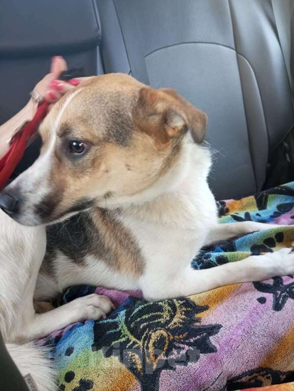 Собаки в Санкт-Петербурге: Отдам собаку бесплатнор Мальчик, Бесплатно - фото 7