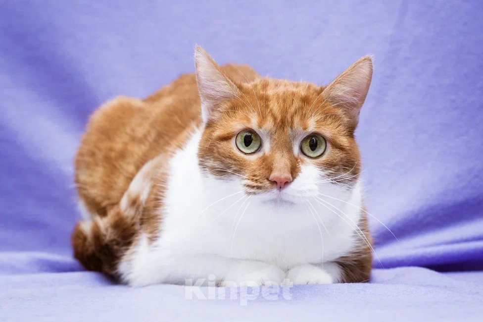 Кошки в Москве: пятый год поисков дома для: Девочка, Бесплатно - фото 3