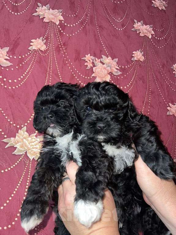 Собаки в других городах Курской области: Щенки ШИПУ  Девочка, 15 000 руб. - фото 8