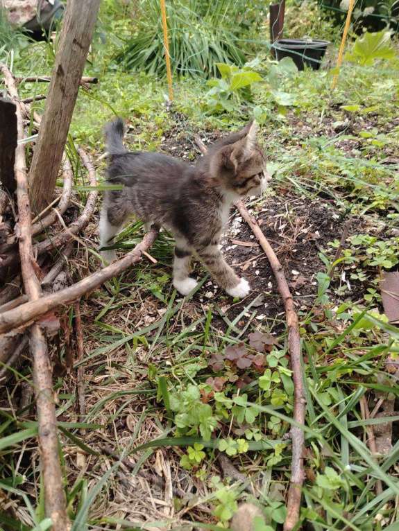 Кошки в Саратове: Котята в добрые руки Девочка, Бесплатно - фото 1