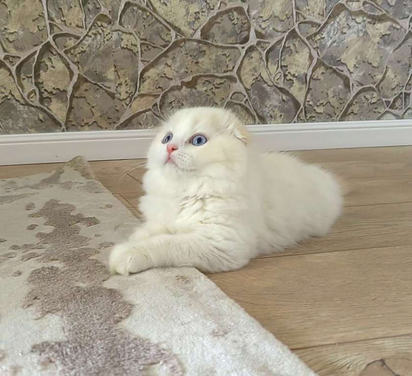 Кошки в Кисловодске: Zephyr Мальчик, 60 000 руб. - фото 4