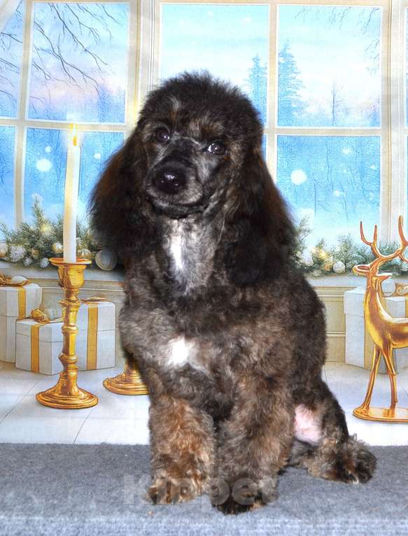 Собаки в Глазове: Онегин Мальчик, 10 000 руб. - фото 1