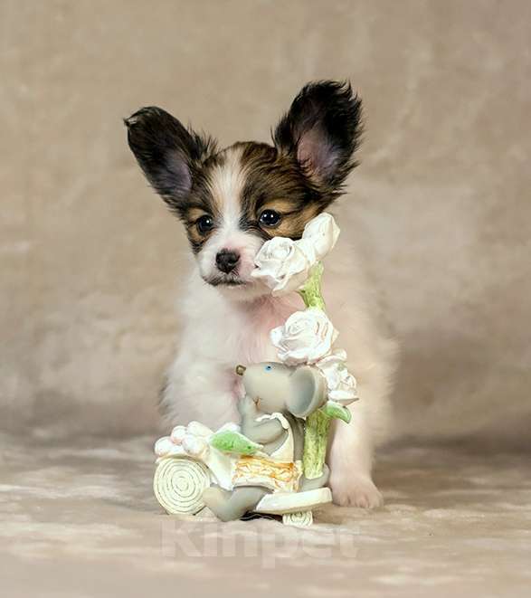 Собаки в Москве: Щенок папийона (папильона) Мальчик, 80 000 руб. - фото 3