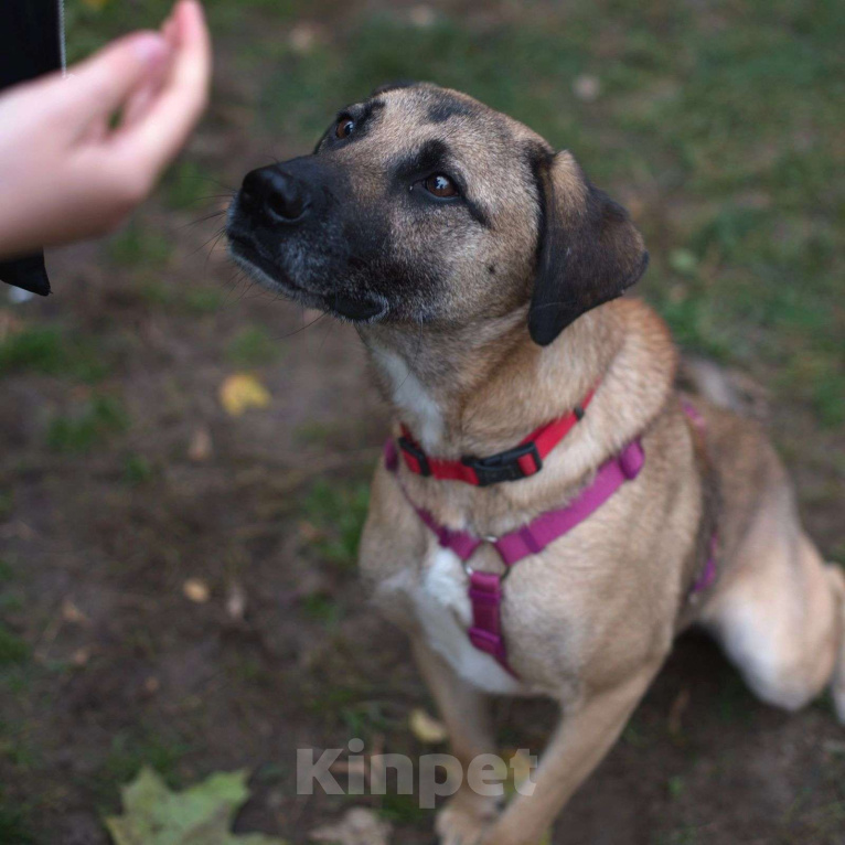 Собаки в Москве: Собаке Алане из приюта нужен дом Девочка, Бесплатно - фото 4