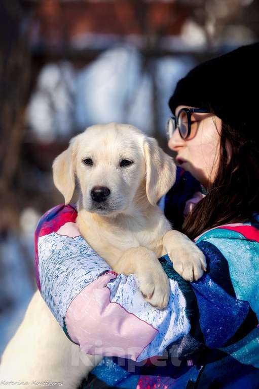 Собаки в Москве: Щенок лабрадора  Девочка, 60 000 руб. - фото 4