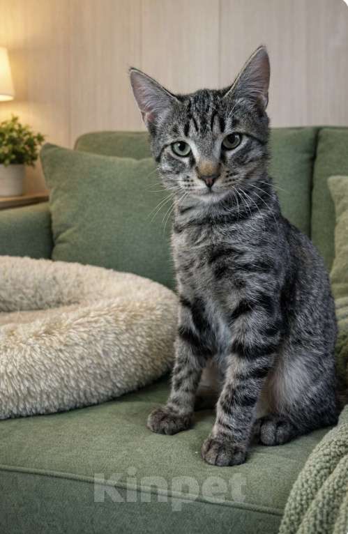 Кошки в Мурином: Милый котик подросток ищет хозяина Мальчик, Бесплатно - фото 1