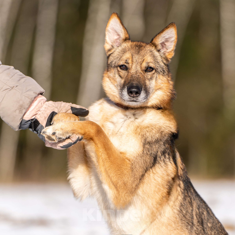 Собаки в Клине: Кейси — трогательная собачка Девочка, Бесплатно - фото 8