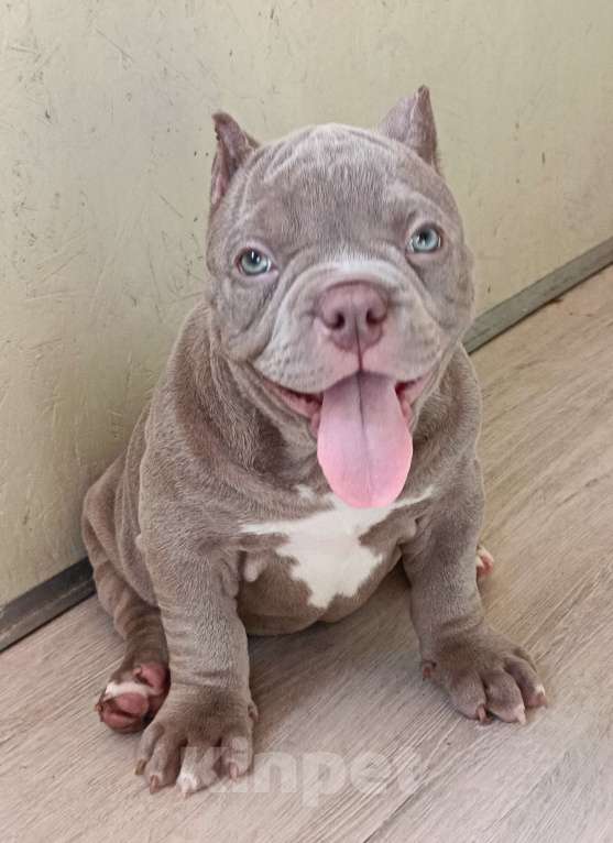 Собаки в Москве: Красотка Американский Булли Девочка, 210 000 руб. - фото 7