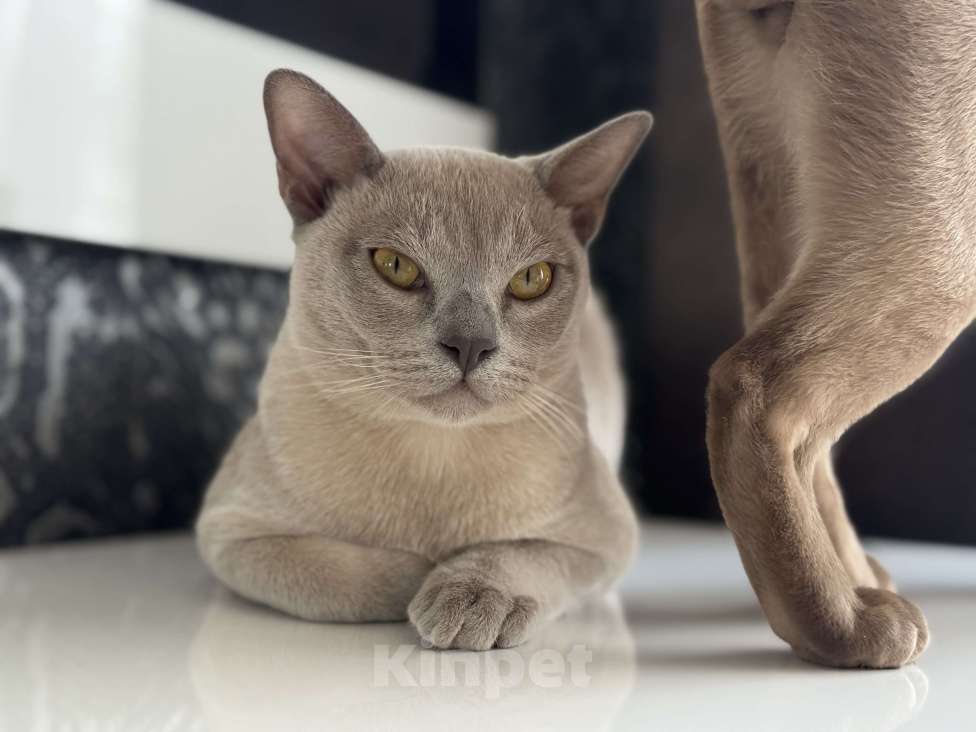 Кошки в Георгиевске: Котенок Мальчик, 20 000 руб. - фото 1