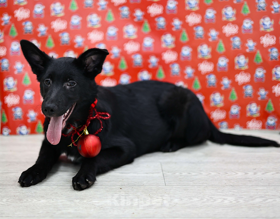 Собаки в Москве: Щенки бесплатно в Москве Девочка, Бесплатно - фото 2