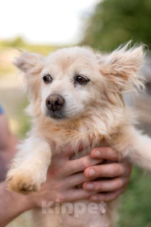 Собаки в Москве: Метис чихуахуа Лилия в добрые руки Девочка, 1 руб. - фото 2