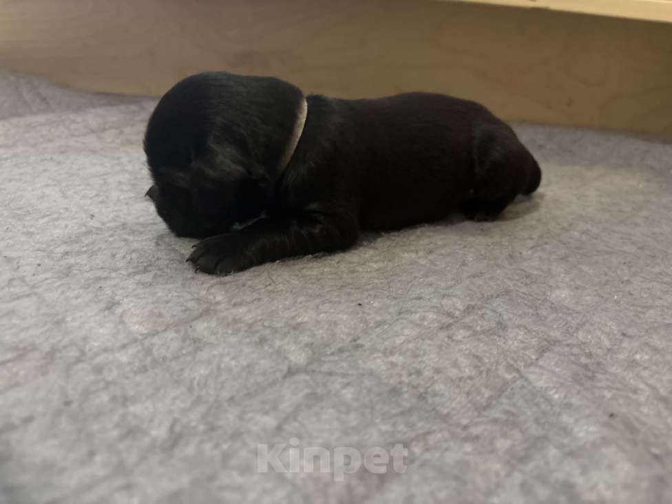 Собаки в Москве: Бронируем щенков прямошерстного ретривера флэт Девочка, 75 000 руб. - фото 2