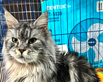 Кошки в Москве: Кошка Челси в добрые руки Девочка, Бесплатно - фото 1