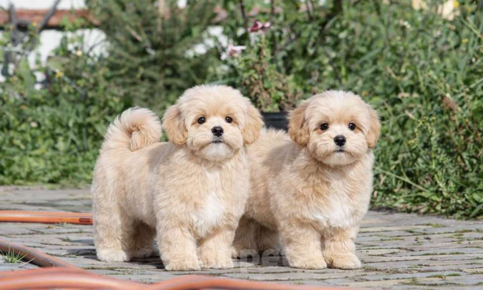 Собаки в Москве: Мальтипу мини f 1 Мальчик, 120 000 руб. - фото 4