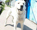 Собаки в Новосибирске: Щенки САО Алабай, 10 000 руб. - фото 6