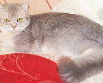 Кошки в Сертолово: Британцы драгоценных окрасов, 5 000 руб. - фото 9
