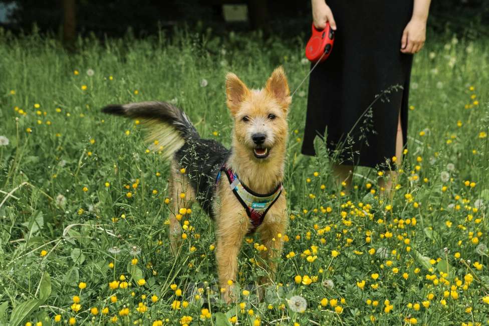 Собаки в Санкт-Петербурге: Очаровательная небольшая собачка Кнопка ищет дом! Девочка, Бесплатно - фото 2