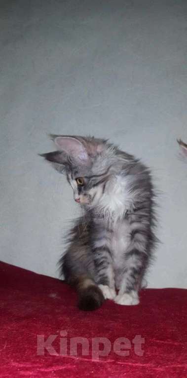 Кошки в Москве: Красивенные Мейн кун Девочка, 18 000 руб. - фото 3