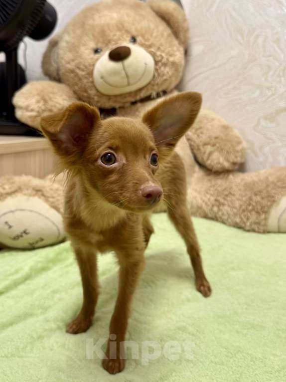 Собаки в Москве: Пражский крысарик, щенки Мальчик, Бесплатно - фото 1