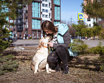Собаки в Москве: Небольшая девчонка в добрые руки! Девочка, Бесплатно - фото 3