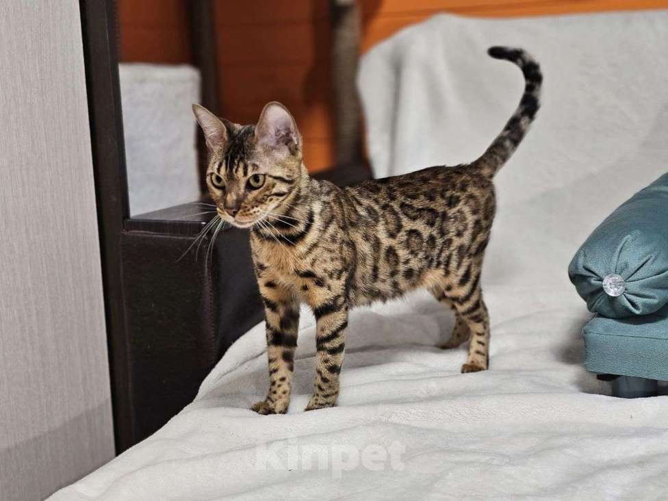 Кошки в Москве: Бенгальская кошка Теффи Девочка, 15 000 руб. - фото 3