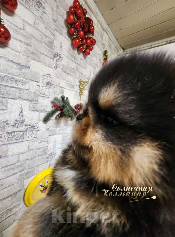 Собаки в Москве: Курносый мальчик померанского шпица черно подпалый Мальчик, Бесплатно - фото 4