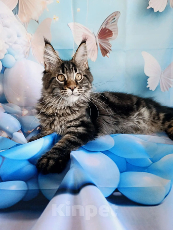 Кошки в Москве: Котята Мейн-кун Разнополые, 50 000 руб. - фото 6