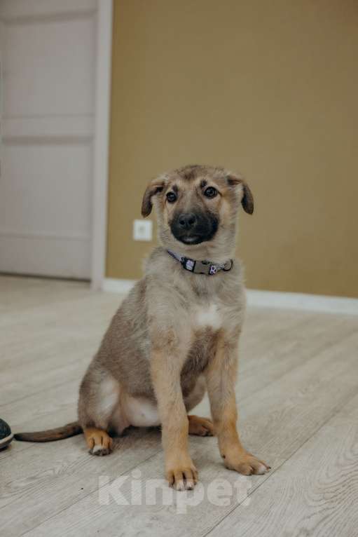 Собаки в Видном: Щенок из приюта ищет дом Девочка, Бесплатно - фото 2