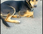 Собаки в Красноармейске: Подросший щенок, помесь гончей  Мальчик, Бесплатно - фото 5
