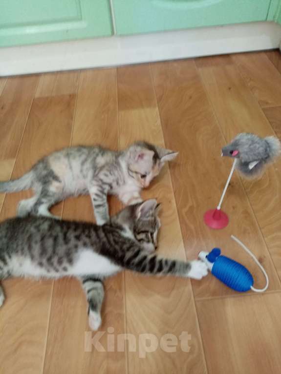 Кошки в Волгограде: Две кошечки ищут дом Девочка, Бесплатно - фото 3