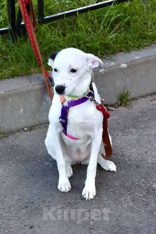 Собаки в Санкт-Петербурге: Красивая собачка ищет дом Девочка, Бесплатно - фото 3