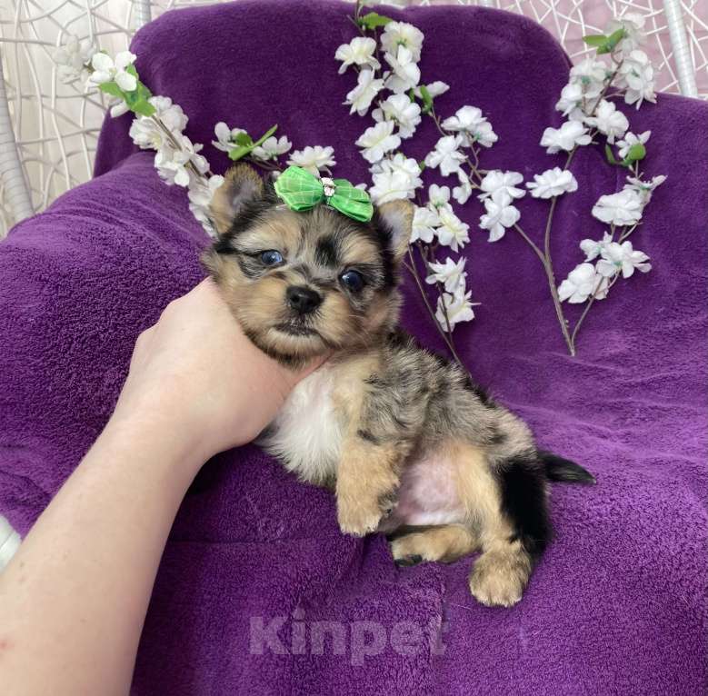 Собаки в Москве: Голубоглазый йорк мальчик мраморный Мальчик, 120 000 руб. - фото 6