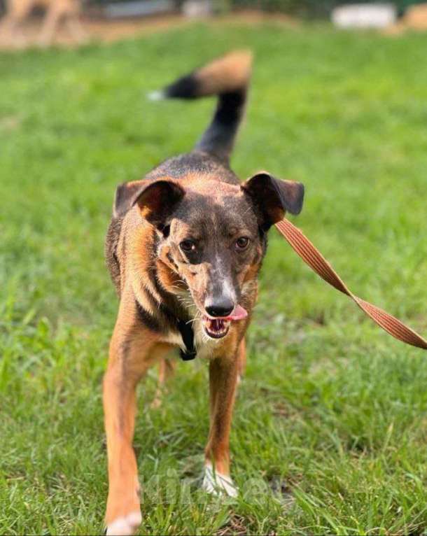 Собаки в Москве: Полная жизни собака. Поночка в добрые руки Девочка, Бесплатно - фото 2