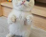 Кошки в Твери: Клубный котенок Мальчик, Бесплатно - фото 3