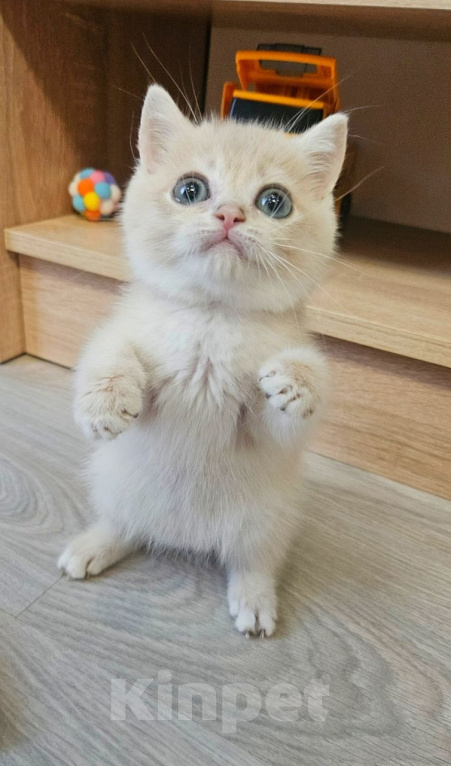 Кошки в Твери: Клубный котенок Мальчик, Бесплатно - фото 3