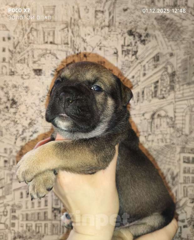 Собаки в Санкт-Петербурге: Кадебо щенки Мальчик, 70 000 руб. - фото 3