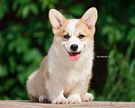 Собаки в Белоозёрском: Вельш корги пемброка высококлассный щенок Мальчик, 100 000 руб. - фото 2