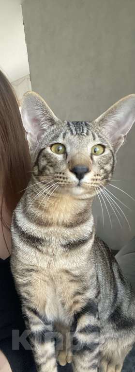 Кошки в Тюмени: Отдам в добрые руки двух ориентальных кошек, один мальчик и девочка они пара Мальчик, Бесплатно - фото 3