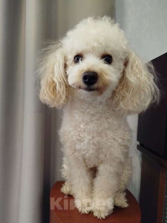 Собаки в Калаче: Взрослая девочка  Девочка, 5 000 руб. - фото 2