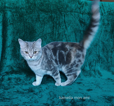 Ласковая шотландская малышка