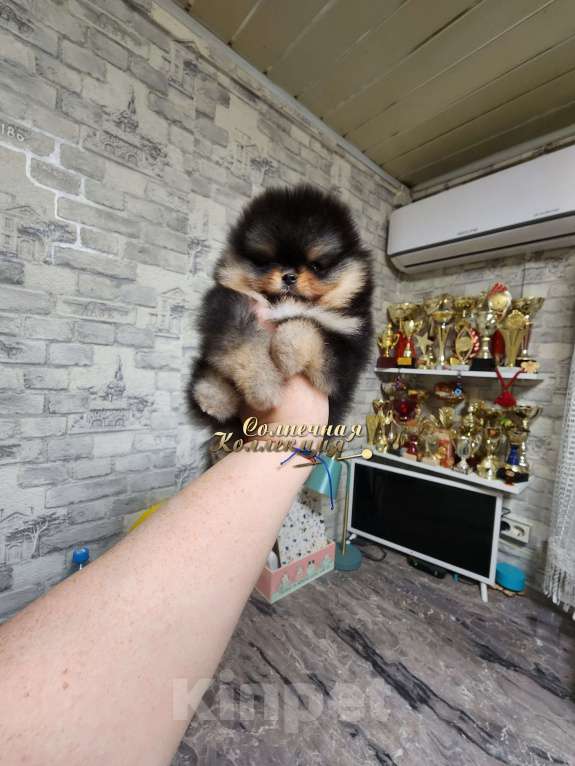 Собаки в Москве: Шпиц померанский в медвежьем типе мальчик из племенного питомника Мальчик, Бесплатно - фото 1