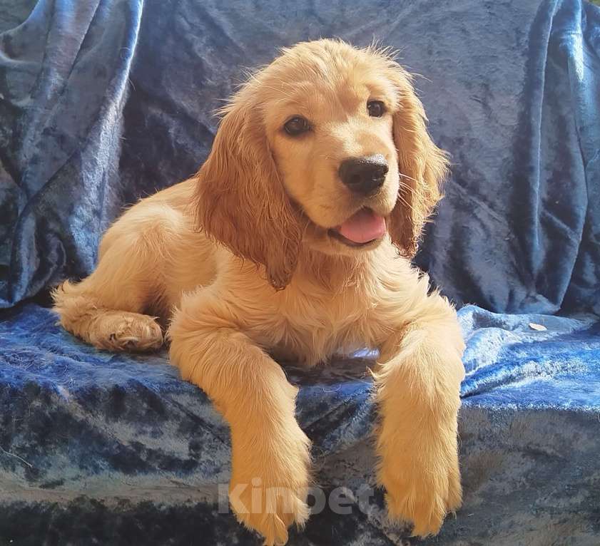 Собаки в Анапе: Английский кокер спаниель Астра Девочка, 23 000 руб. - фото 1