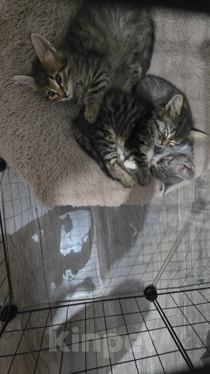 Кошки в Туле: Котята в добрые руки Девочка, Бесплатно - фото 3