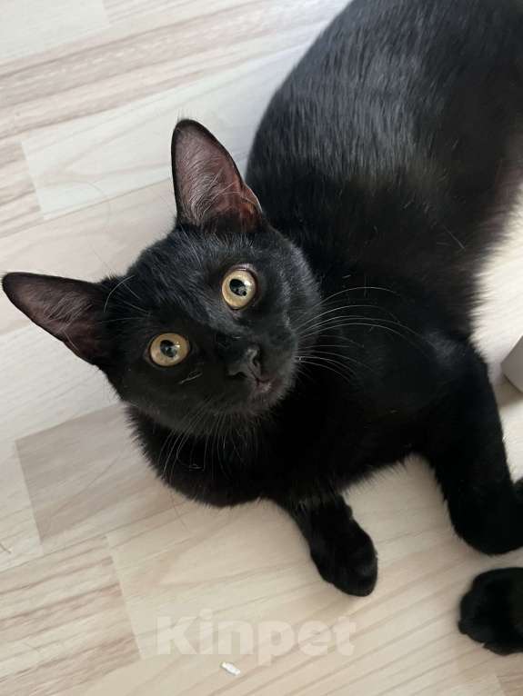 Кошки в Ростове-на-Дону: Срочно! Кошечка маленькая ищет дом! Девочка, Бесплатно - фото 1