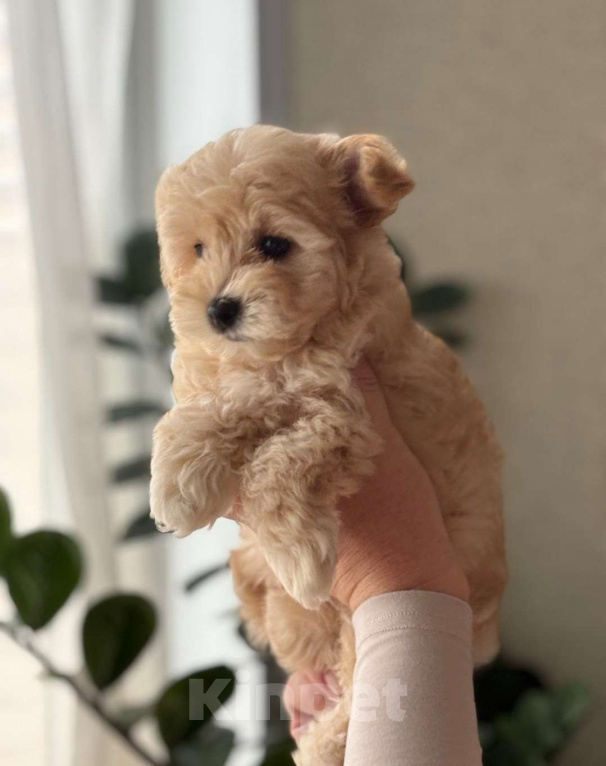 Собаки в Москве: Малыш мальтипу Мальчик, 140 000 руб. - фото 3